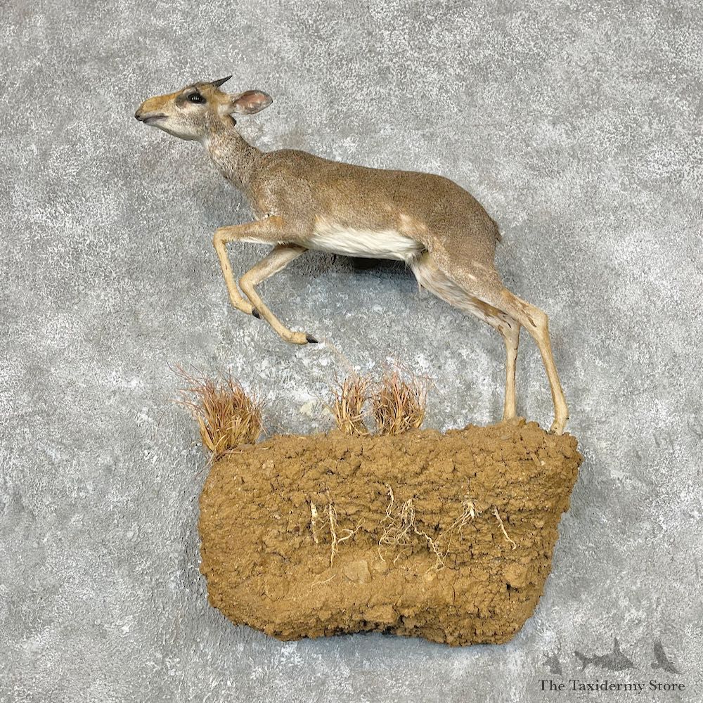 Guenther's Dik-Dik Life-Size Mount For Sale #28879 @ The Taxidermy Store