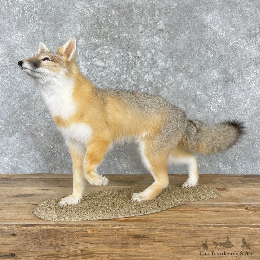 Swift Fox Life-Size Mount For Sale #27194 @ The Taxidermy Store
