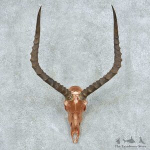 Impala Skull Horns European Mount #13820 For Sale @ The Taxidermy Store