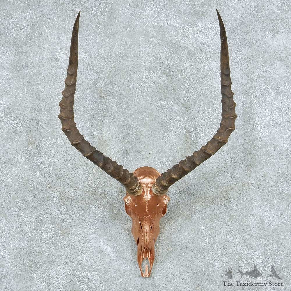 Impala Skull Horns European Mount #13820 For Sale @ The Taxidermy Store