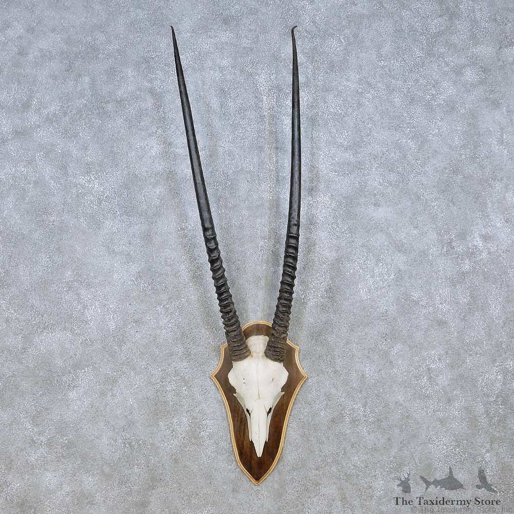 Gemsbok Skull Horns European Plaque Mount #12464 For Sale @ The Taxidermy Store
