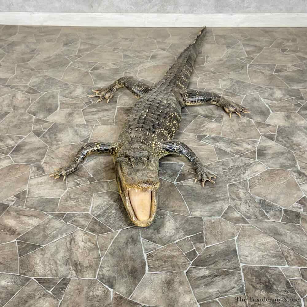 Alligator Life-Size Mount For Sale #31378 @ The Taxidermy Store