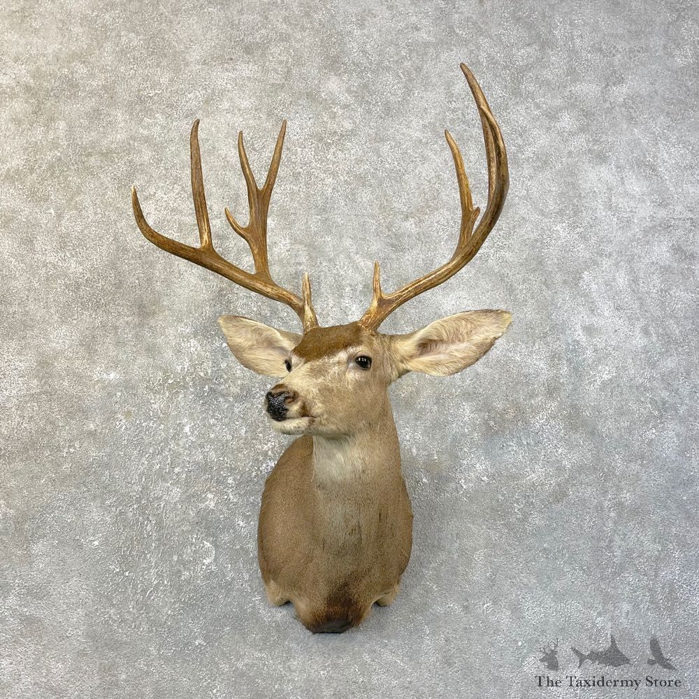 Desert Mule Deer Shoulder Mount For Sale #25174 @ The Taxidermy Store