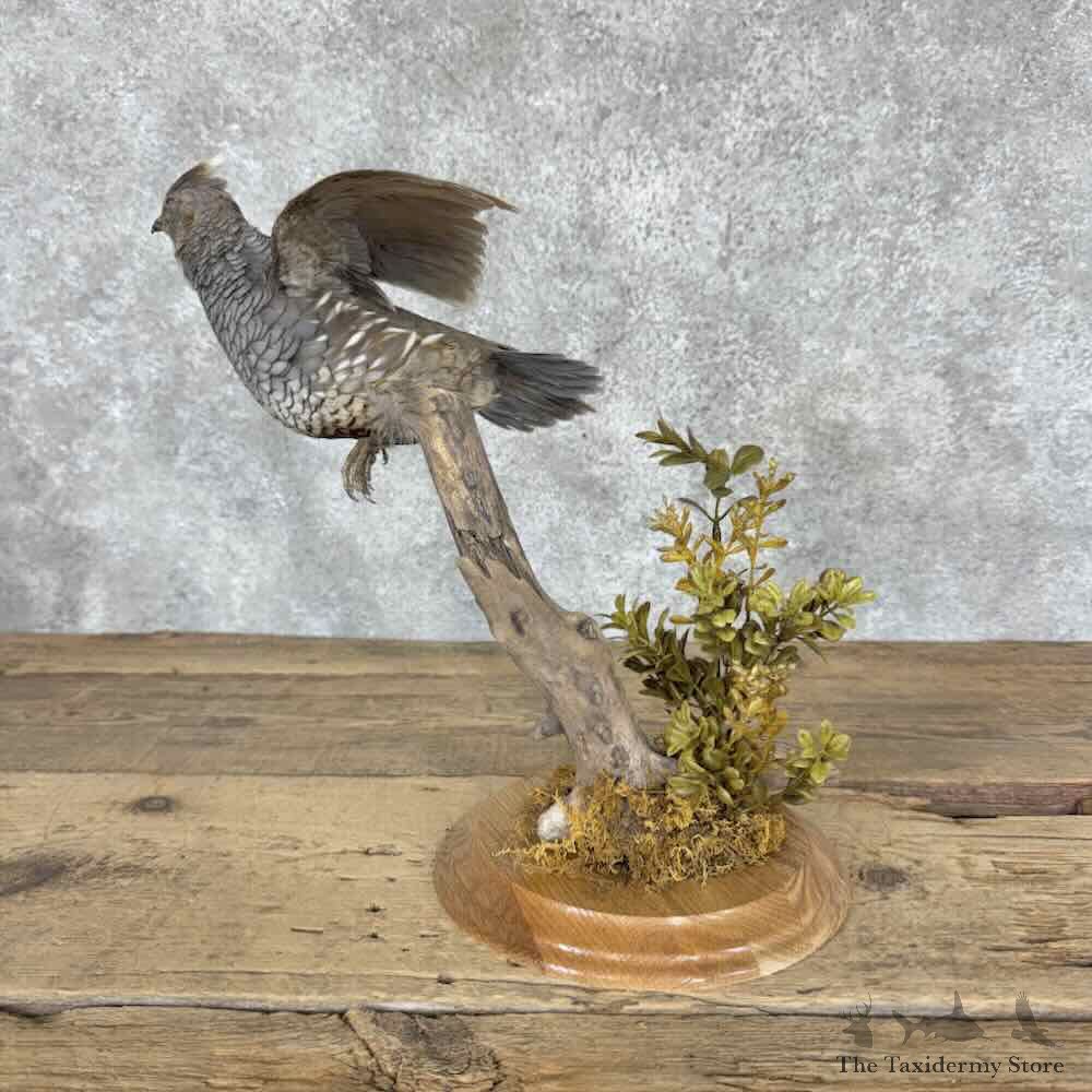 Scaled Quail Bird Mount For Sale #32037 @ The Taxidermy Store