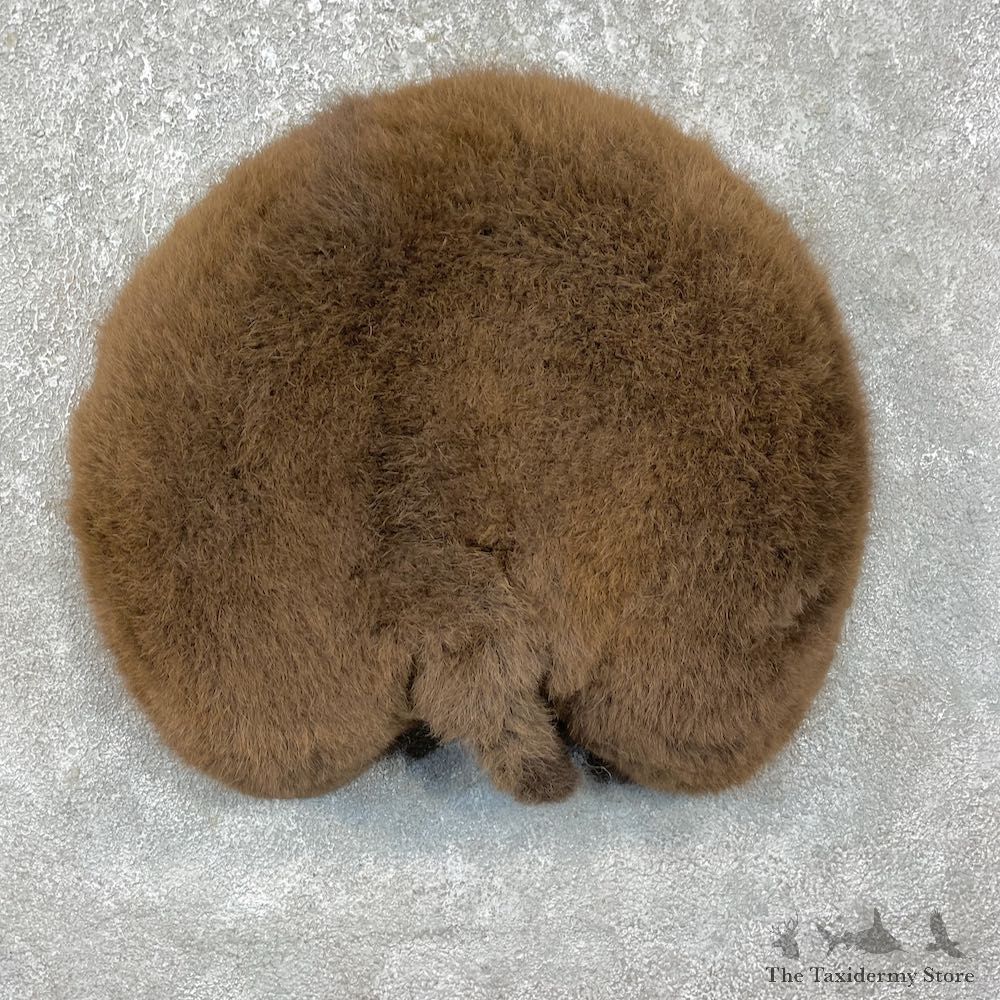 Bison Rump Mount For Sale #25610 @ The Taxidermy Store