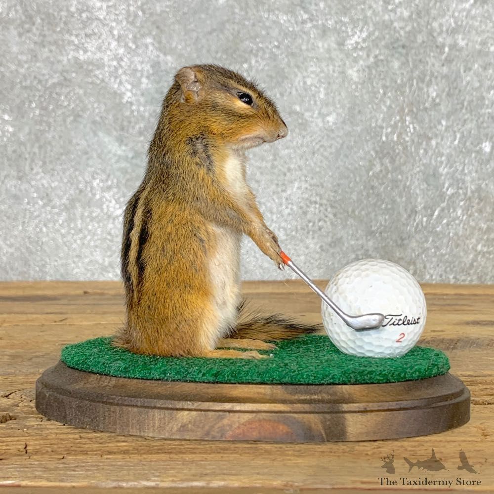 Golfing Squirrel Novelty Mount For Sale #22624 @ The Taxidermy Store