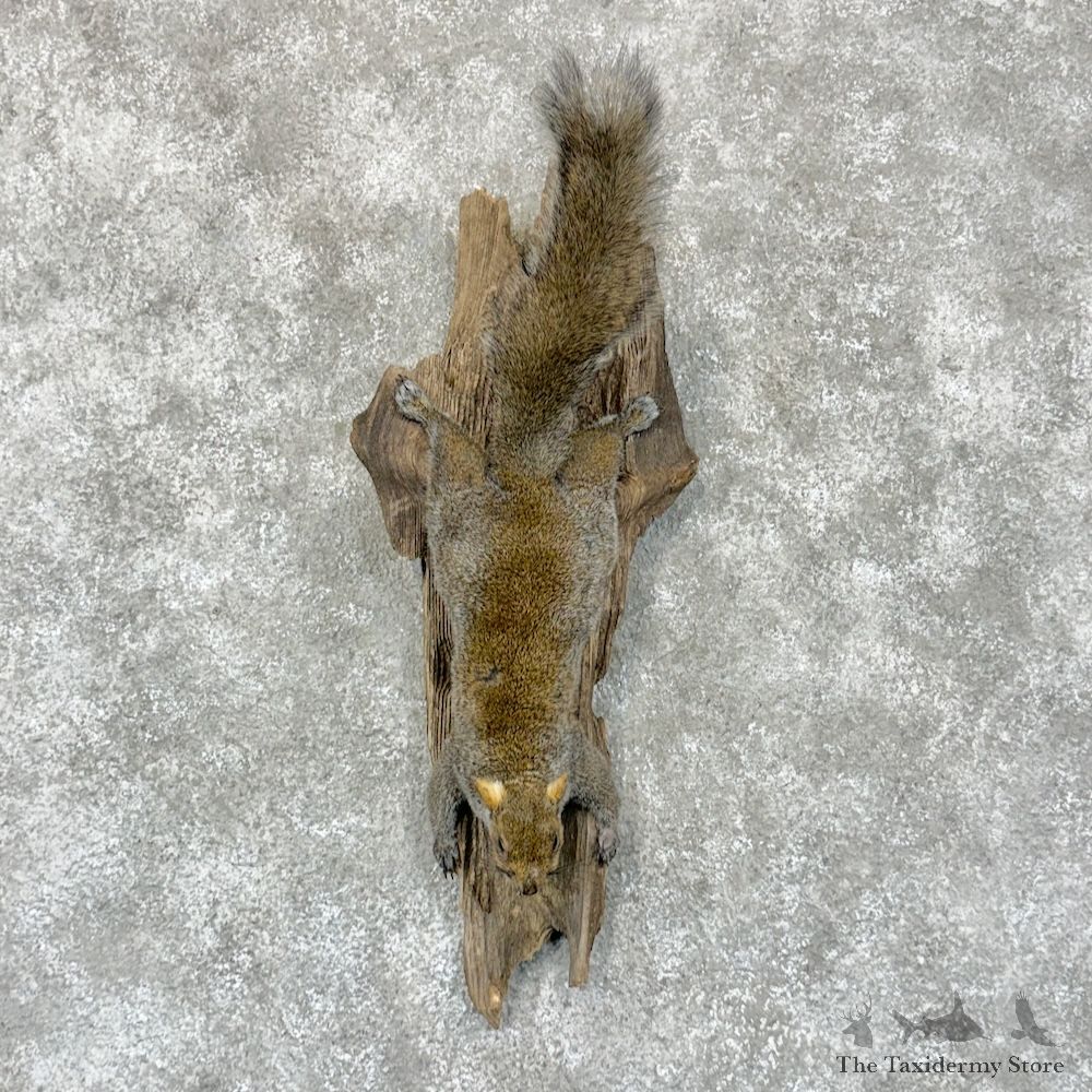 Grey Squirrel Life-Size Mount For Sale #29325 @ The Taxidermy Store