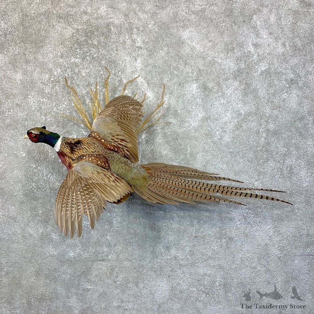 Ringneck Pheasant Bird Mount For Sale #23897 @ The Taxidermy Store