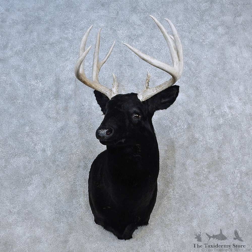 Black Whitetail Deer Shoulder Mount For Sale #15613 @ The Taxidermy Store