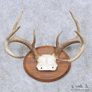 Whitetail Deer Antler Taxidermy Mount For Sale #13945 For Sale @ The Taxidermy Store