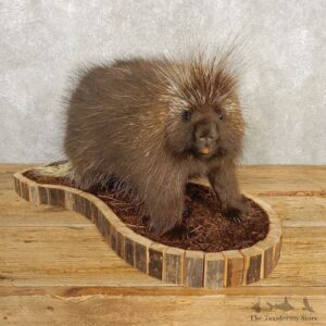 Porcupine Life-Size Mount For Sale #20402 @ The Taxidermy Store