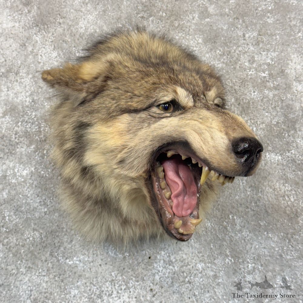 Grey Wolf Shoulder Mount For Sale #30237 @ The Taxidermy Store