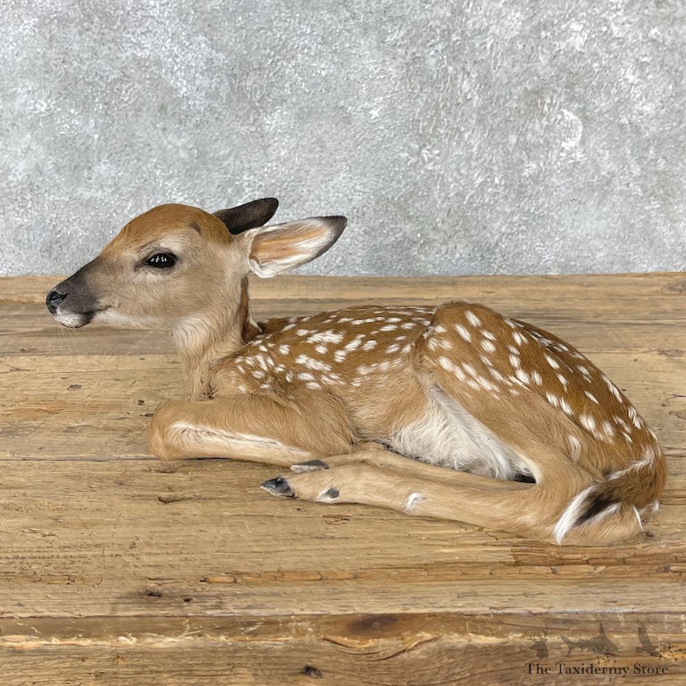Whitetail Deer Fawn Life-Size Mount For Sale #26011 - The Taxidermy Store