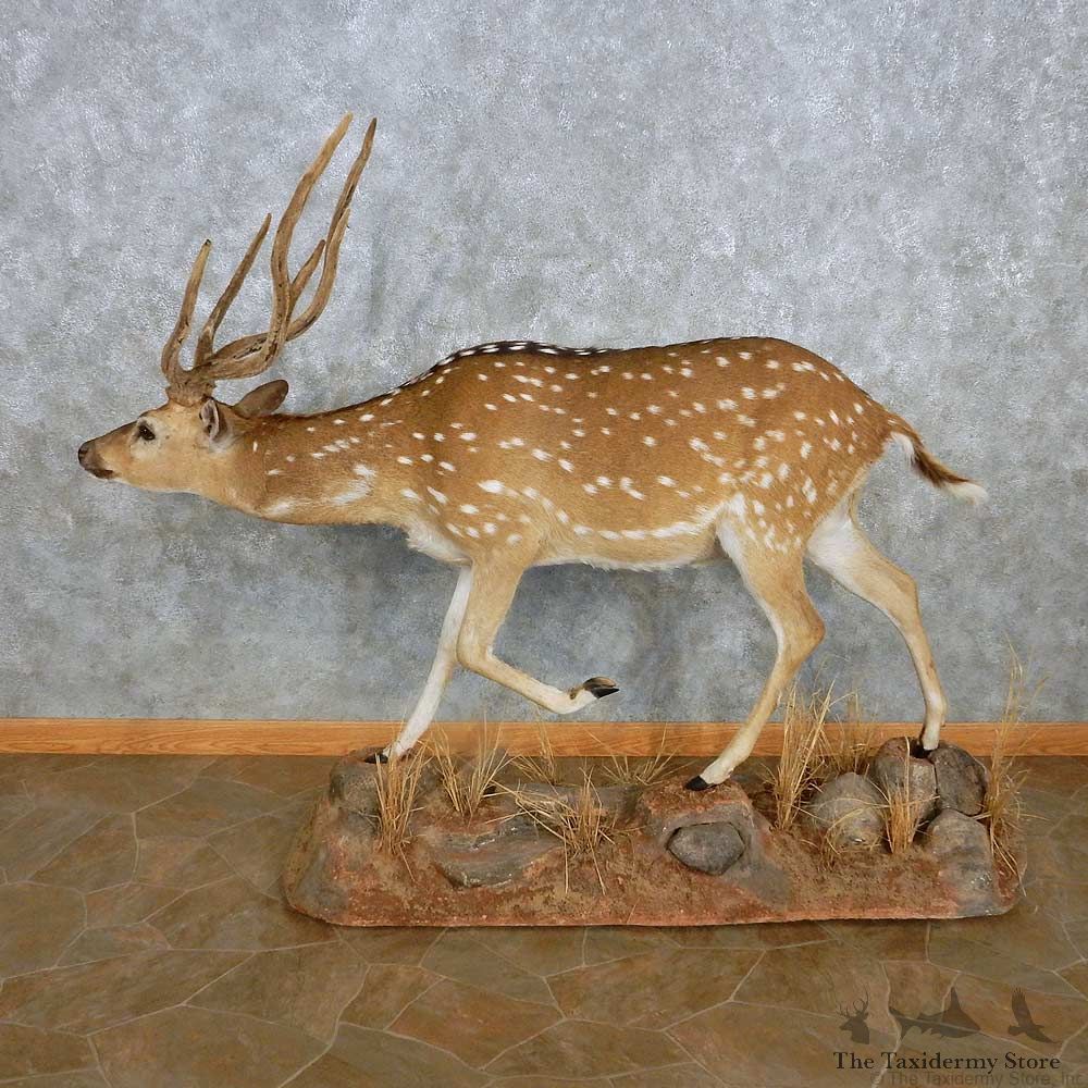 Axis Deer Life-Size Mount For Sale #15120 @ The Taxidermy Store