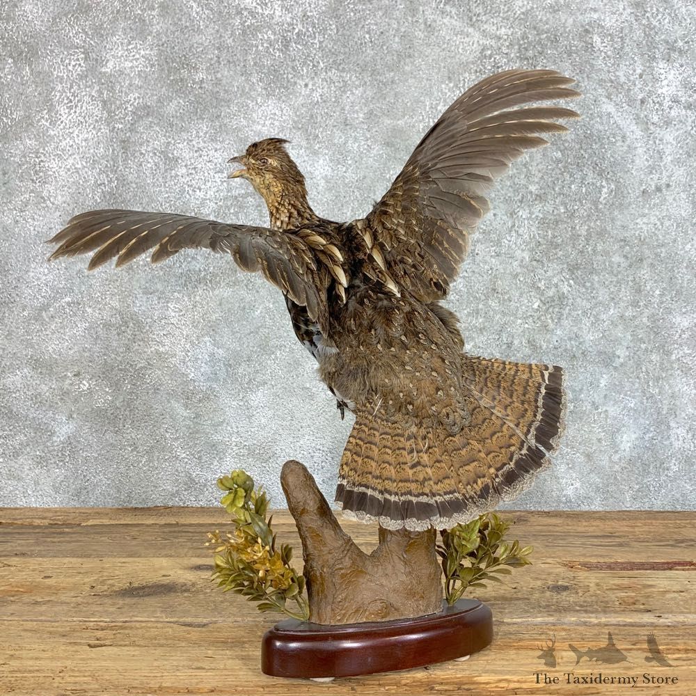 Ruffed Grouse Bird Mount For Sale #22820 @ The Taxidermy Store