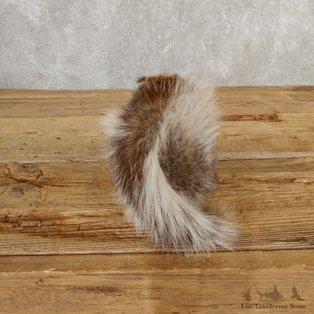 Abert's Squirrel Life-Size Mount For Sale #20763 @ The Taxidermy Store