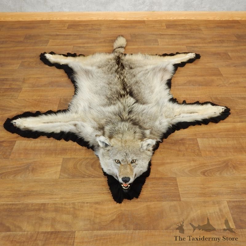Coyote Rug Taxidermy Mount For Sale #17863 @ The Taxidermy Store