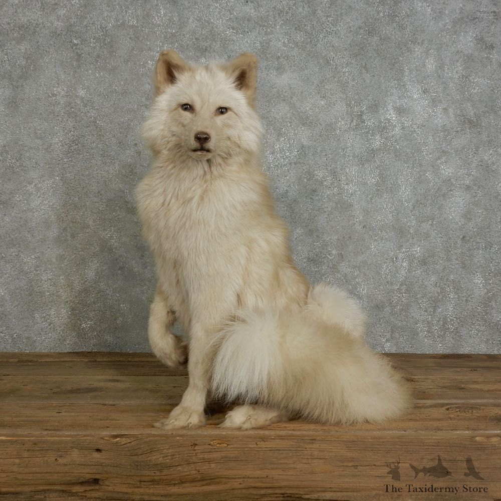 Amber Fox Life-Size Mount For Sale #17036 @ The Taxidermy Store