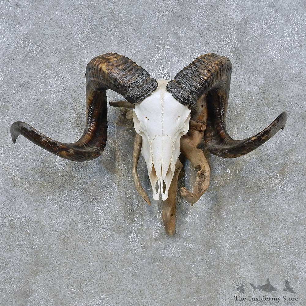 Corsican Ram Skull European Mount For Sale #14762 @ The Taxidermy Store