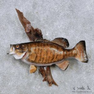 Smallmouth Bass Fish Mount For Sale #14351 @ The Taxidermy Store