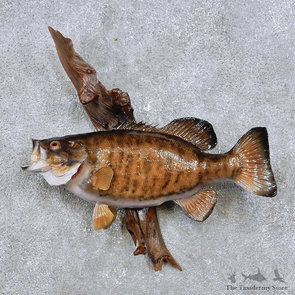 Smallmouth Bass Fish Mount For Sale #14351 @ The Taxidermy Store
