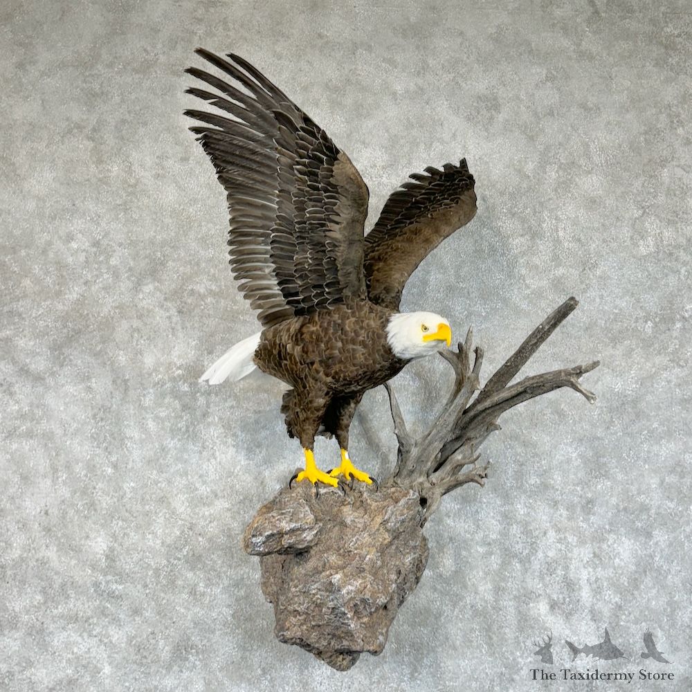 Reproduction Bald Eagle Bird Mount For Sale #29685 @ The Taxidermy Store
