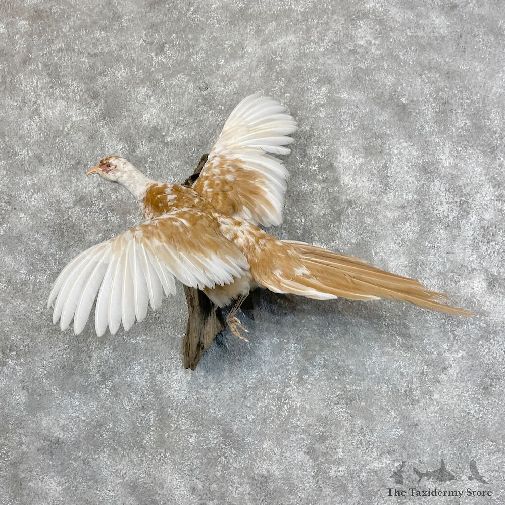 Ringneck Pheasant Bird Mount For Sale #28428 @ The Taxidermy Store