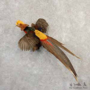 Red Golden Pheasant Bird Mount For Sale #20797 @ The Taxidermy Store