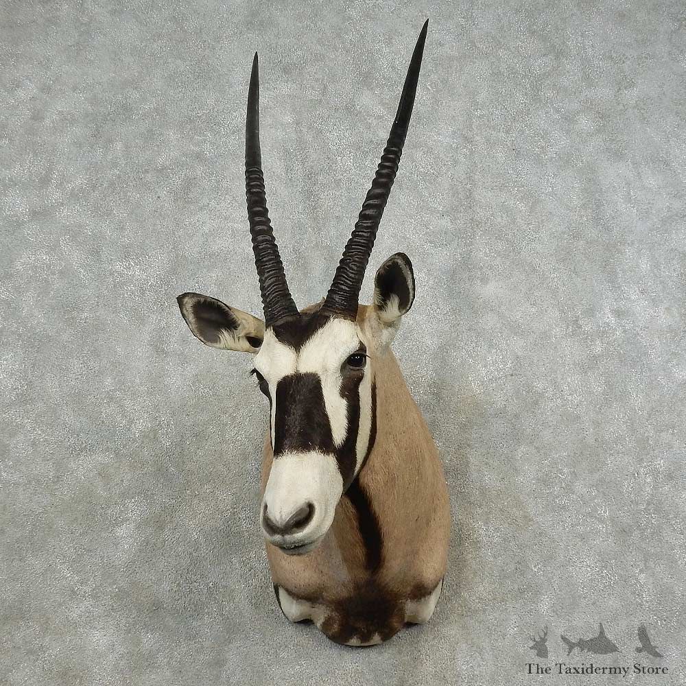 Kalahari Gemsbok Shoulder Mount For Sale #16719 @ The Taxidermy Store