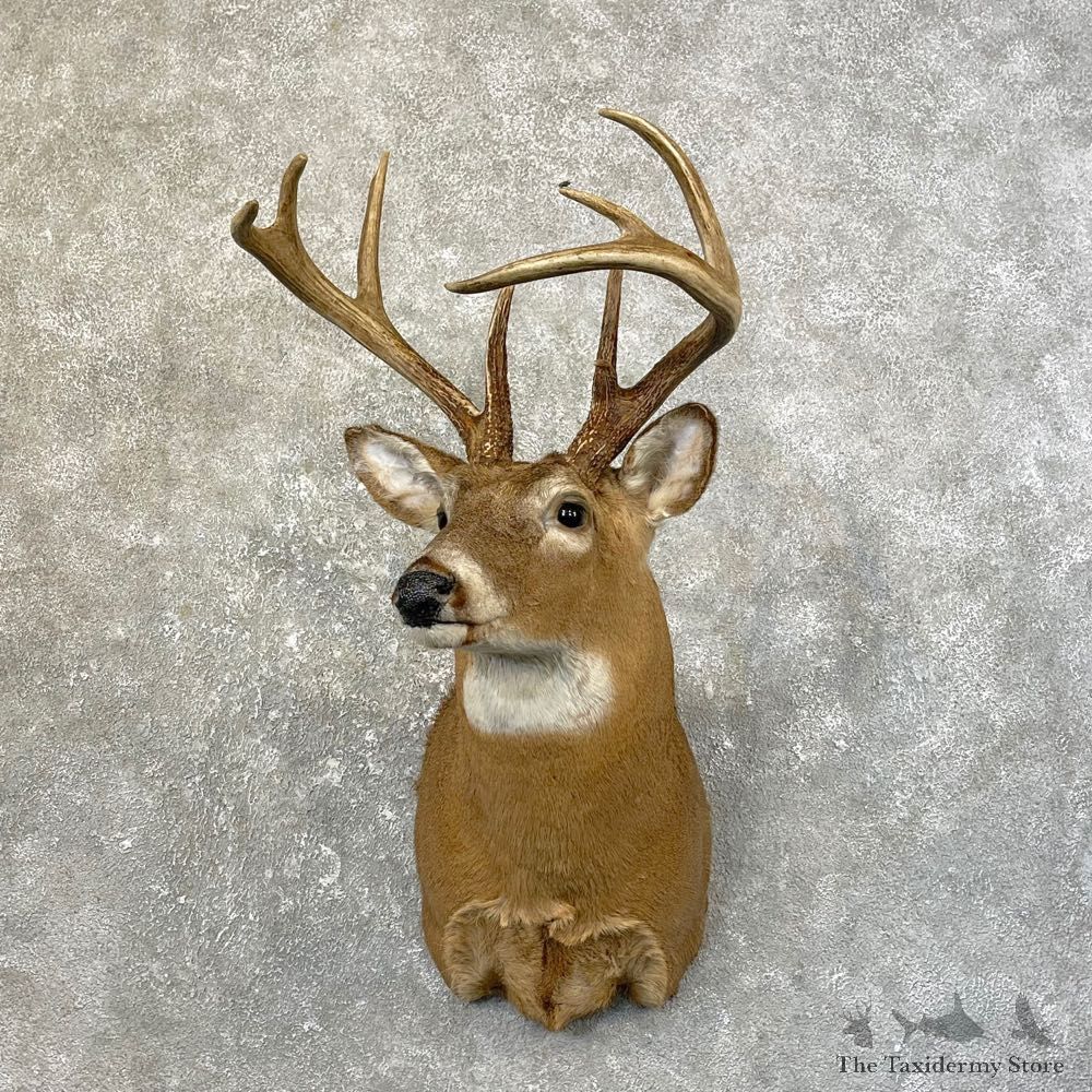 Whitetail Deer Taxidermy Shoulder Mount For Sale #25175 @ The Taxidermy Store