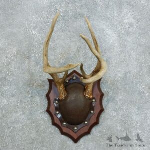 Whitetail Deer Antler Plaque Mount For Sale #18406 @ The Taxidermy Store