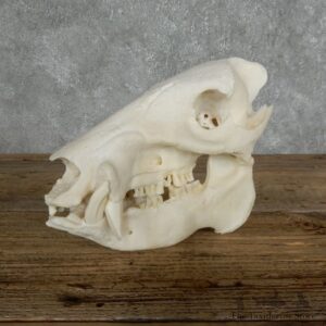 Javelina Full Skull Mount #18022 For Sale @ The Taxidermy Store