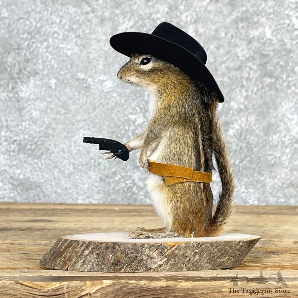Cowboy Chipmunk Novelty Mount For Sale #24048 @ The Taxidermy Store