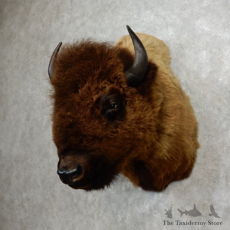 American Bison Shoulder Mount For Sale #17765 @ The Taxidermy Store
