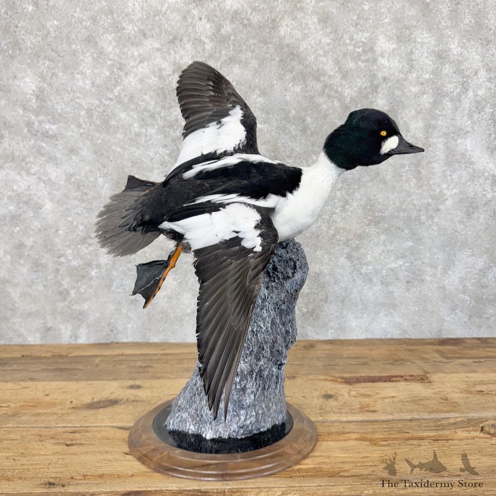 Common Goldeneye Mount For Sale #30054 @ The Taxidermy Store
