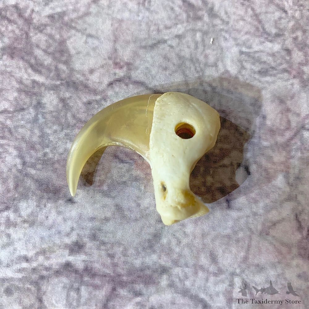 Mountain Lion Cougar Taxidermy Authentic Claw #21923 For Sale @ The Taxidermy Store