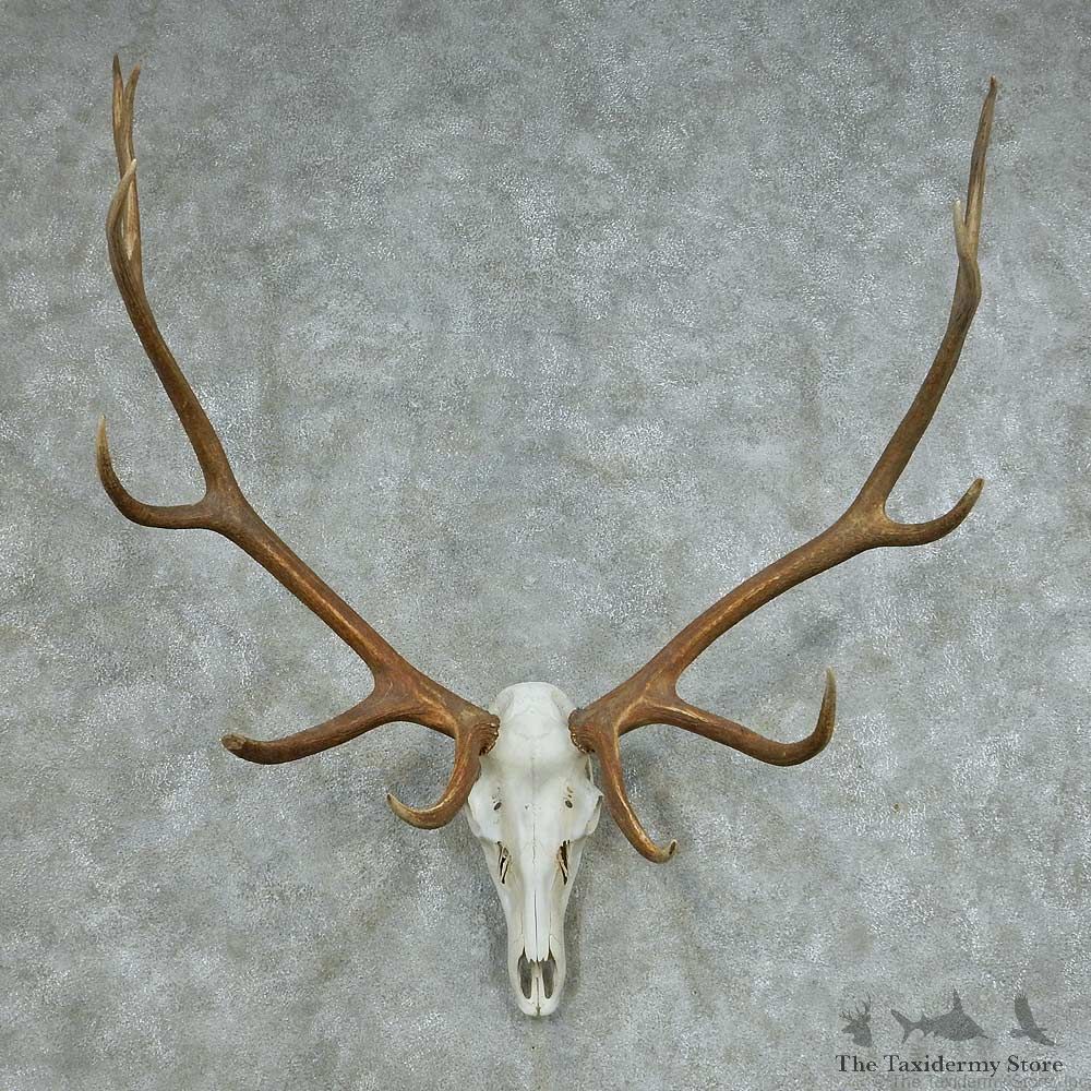Rocky Mountain Elk Skull & Horns Mount #13682 For Sale @ The Taxidermy Store