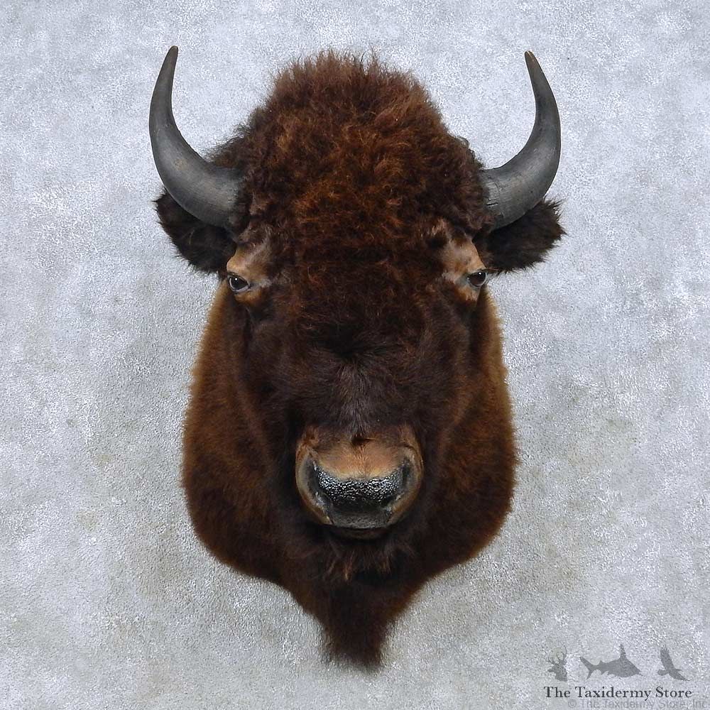 American Buffalo Shoulder Mount For Sale #14913 @ The Taxidermy Store