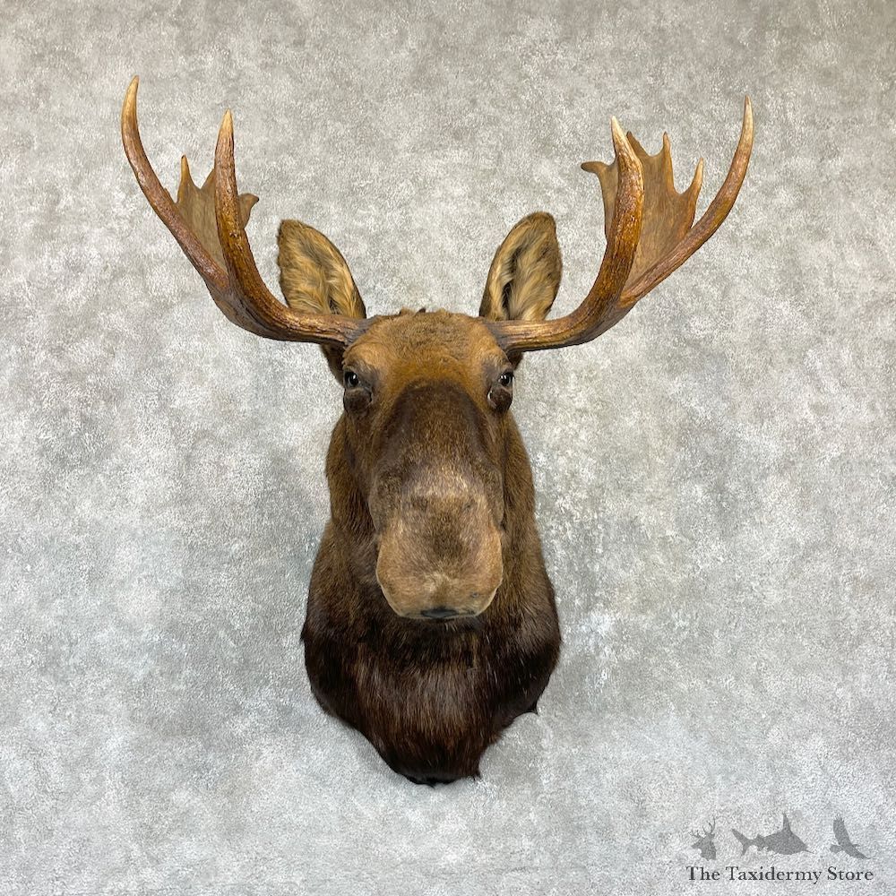 Canadian Moose Shoulder Mount For Sale #26476 @ The Taxidermy Store
