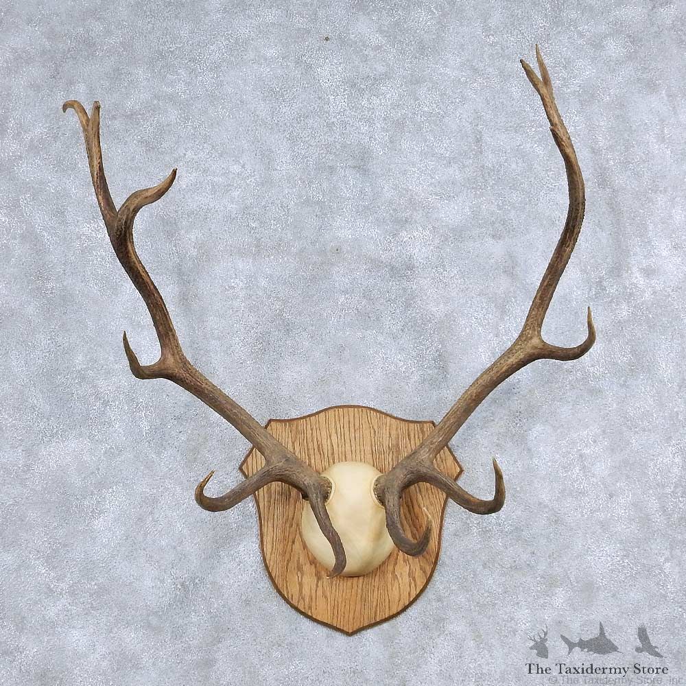 Elk Antler Taxidermy Mount For Sale #13930 For Sale @ The Taxidermy Store