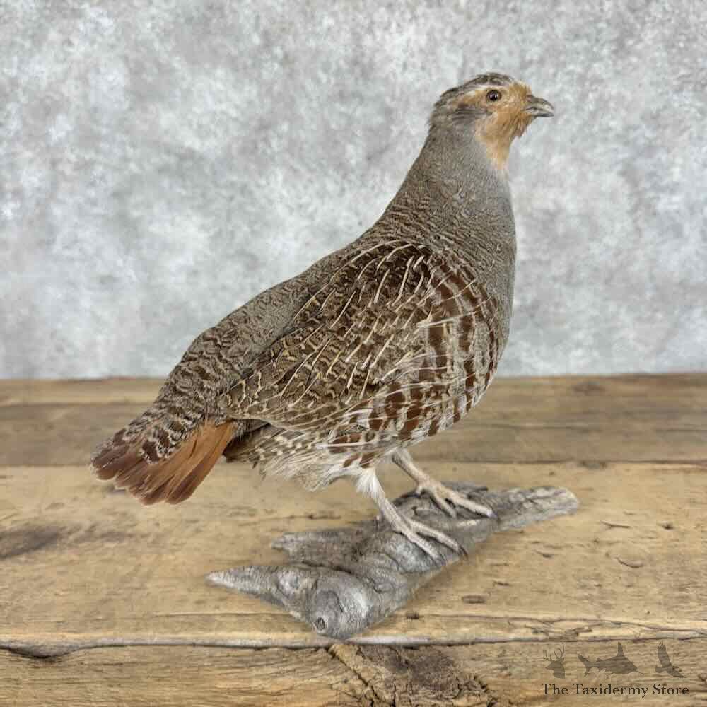 Hungarian Partridge Bird Mount For Sale #31982 @ The Taxidermy Store