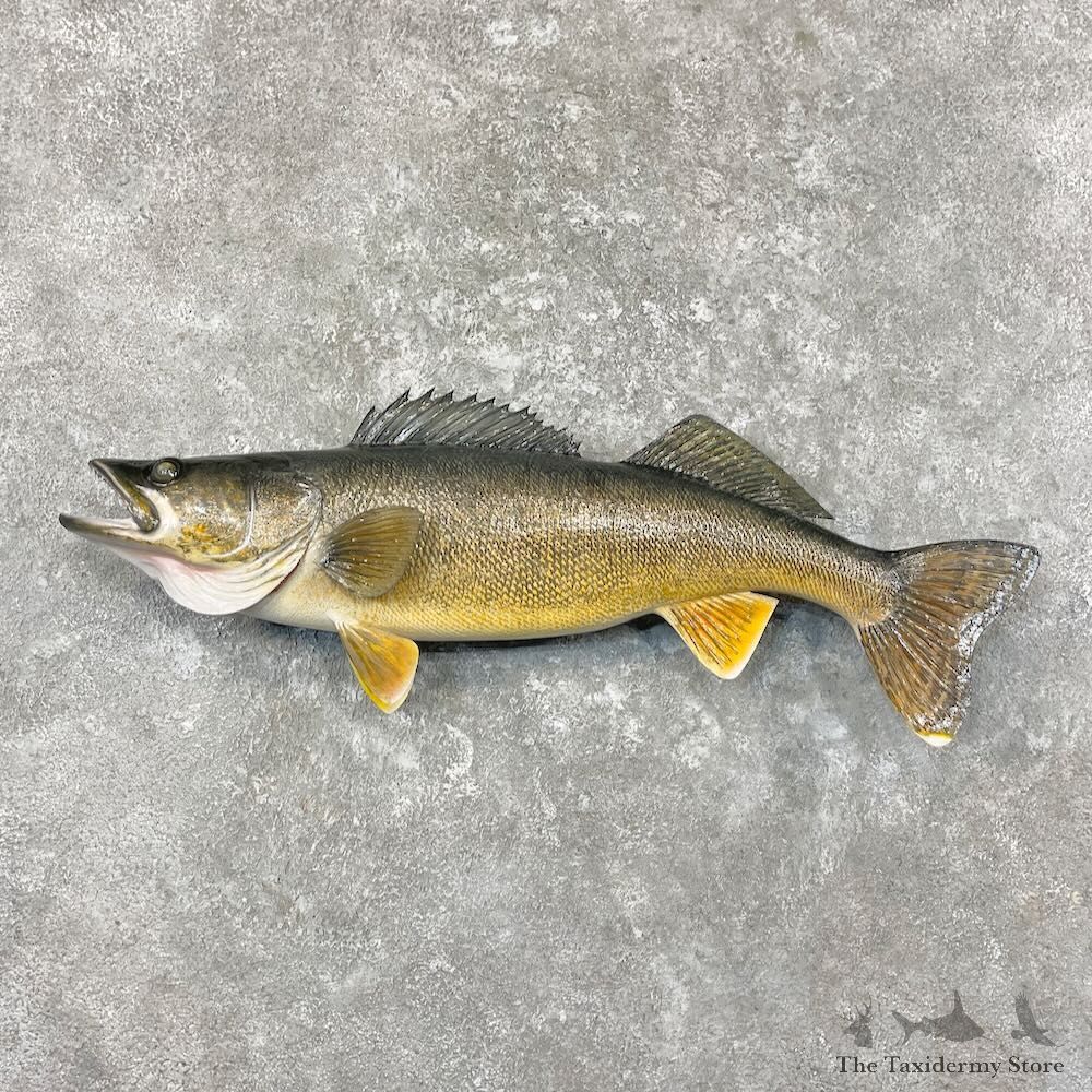 Walleye Fish Mount For Sale #27714 @ The Taxidermy Store
