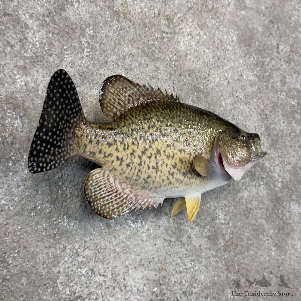 White Crappie Fish Mount For Sale #30080 @ The Taxidermy Store
