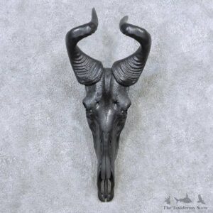 Hartebeest Skull Horns European Mount For Sale #13918 For Sale @ The Taxidermy Store