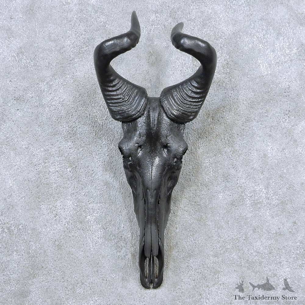 Hartebeest Skull Horns European Mount For Sale #13918 For Sale @ The Taxidermy Store