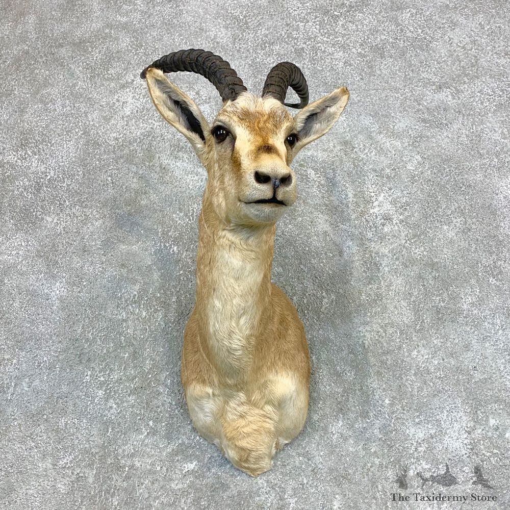 Goitered Gazelle Taxidermy Shoulder #22130 - For Sale @ The Taxidermy Store