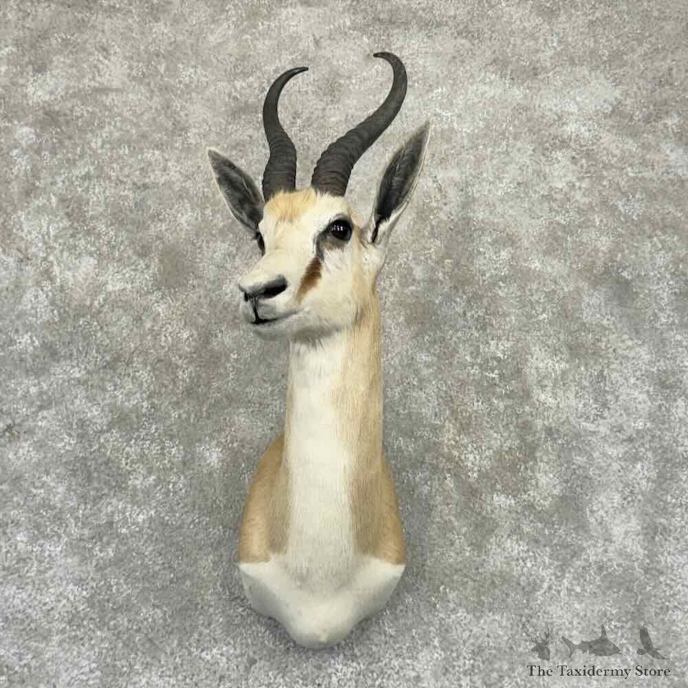 Kalahari Springbok Shoulder Mount For Sale #32313 @ The Taxidermy Store