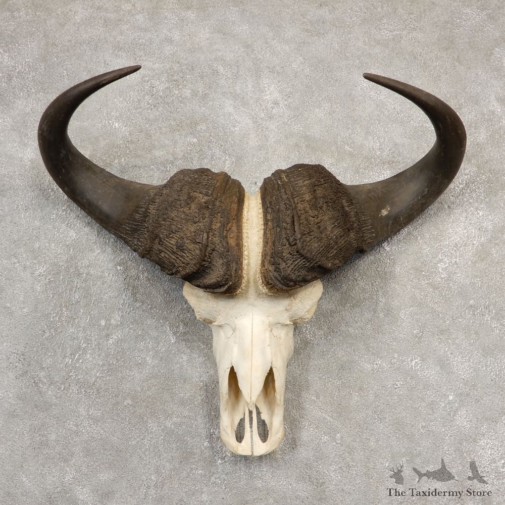 Cape Buffalo Skull Horns Mount For Sale #20537 For Sale @ The Taxidermy Store