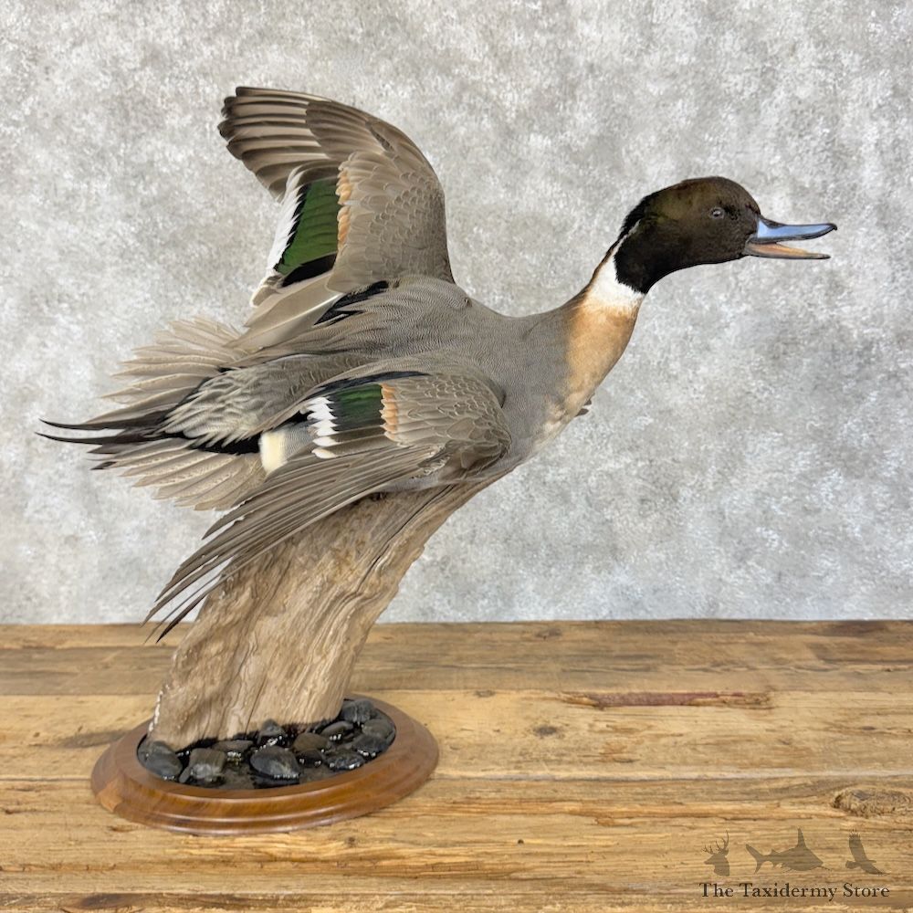 Northern Pintail Duck Bird Mount For Sale #30120 @ The Taxidermy Store