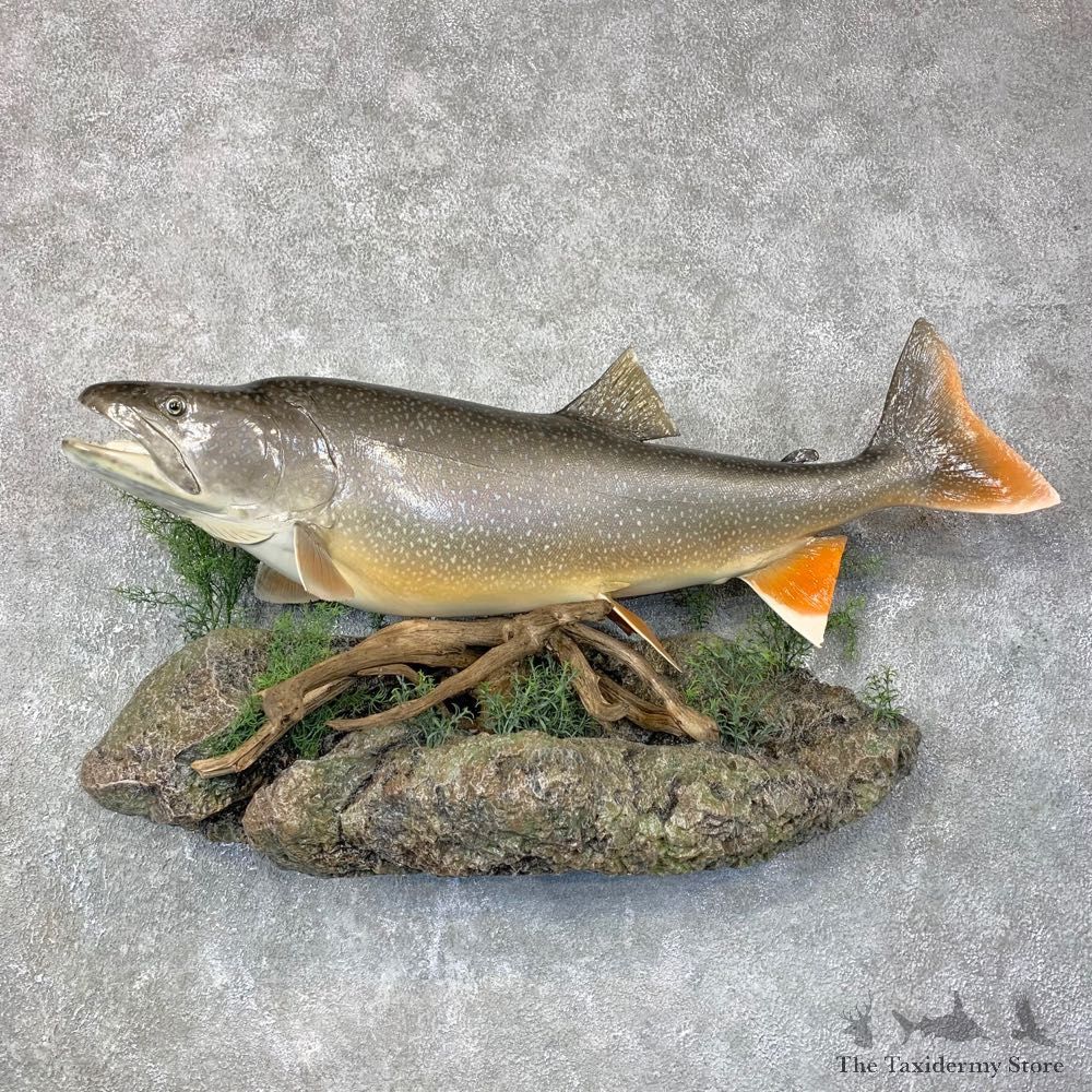 Lake Trout Freshwater Fish Mount For Sale #24028 @ The Taxidermy Store